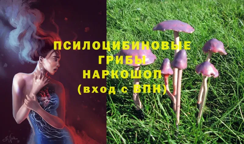 MEGA   как найти наркотики  Алдан  Галлюциногенные грибы Psilocybe 